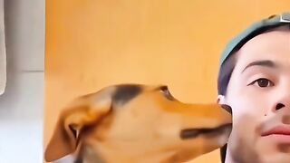 Funny pet