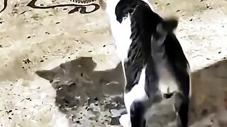The Brave Çat