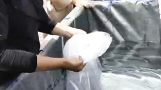 Fungsi Fermentasi air kolam dengan Probiotik