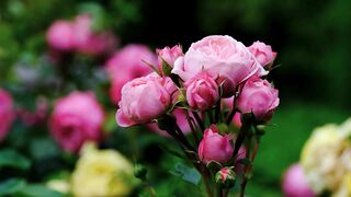 Gorgeous Pink Rose