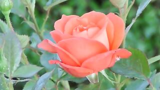 A Blooming Rose
