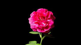 A Single Rose