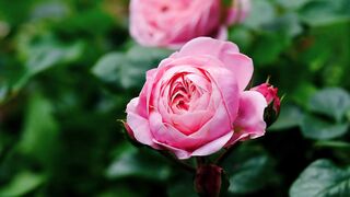 An Amazing Light Pinky Rose