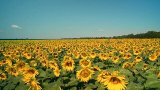 A gigantic field of Sunflowers