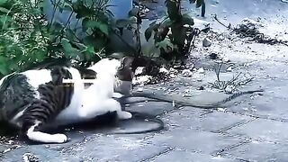 Cat and Snake