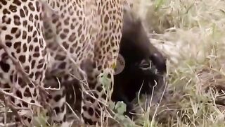 Leopard and porcupine quills