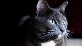 Green Eyes Cat