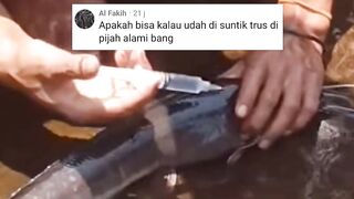 Induk lele yang sudah disuntik apakah bisa dipijahkan secara alami