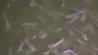 Berapa kadar pH air kolam ikan lele