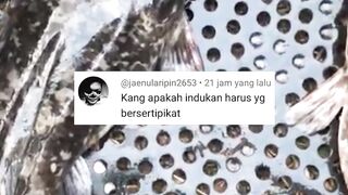 Apakah indukan lele harus yang BERSERTIFIKAT