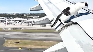 Cat on Aeroplane Wing