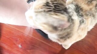 KUCING BISA KAYANG