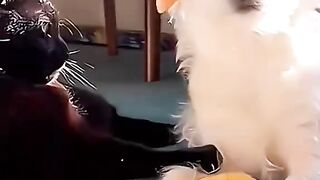 Funny dogs cats