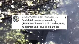 Dijamin REPOTPemijahan lele tanpa KAKABAN