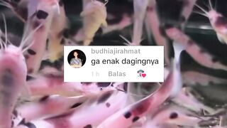 Kenapa ikan lele HIAS gak enak dimakan.?