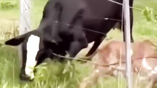 Cutest and Craziest Animal Clips Ever Caught on Camera!