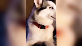 Huskies Drama Queens Who Deserve an Oscar