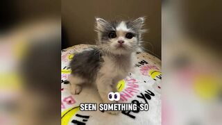 The Tiniest Kitten, The Biggest Heart How a Small Cat Came to Rule the House.