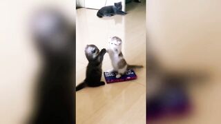 The Battle for Cuddles Rescuing Kittens with Cattitude. - TinyPaws