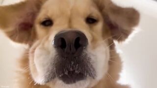Funniest Golden Retrievers of All Time  Dogs That Make You Laugh