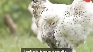 Planets Animal