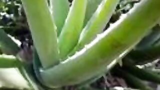 Aloe Vera Plant
