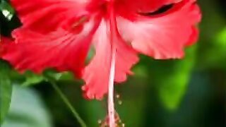 Hibiscus flower