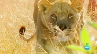 Supervivencia extrema (animales sociables) documental