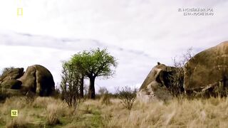 Territorio de leones (rivales natos ) documental
