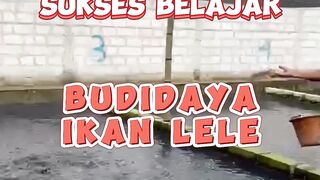 Kunci sukses belajar budidaya ikan lele bagi PEMULA