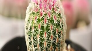 Close up of a blooming rainbow cactus with pink flowers