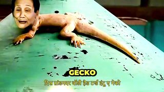 Grandma Gecko