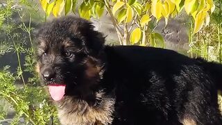 Shepherd