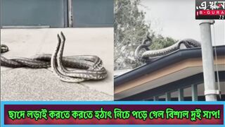 ছদ লড়ই করত করত হঠৎই নচ পড় গল বশল দই সপ!