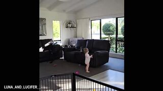 When Big Dogs Become the Sweetest Babysitters  - Funny Pets Life