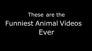 Funniest Animal Videos Ever