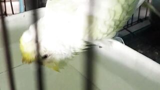 nice one with wowcolour