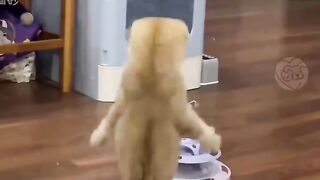 Funny dogs