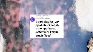 Cara mengambil CACING SUTERA di alam untuk pakan larva lele