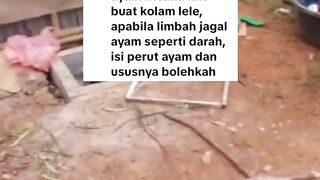 Usaha ini berkesinambungan dengan usaha budidaya ikan lele