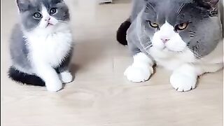 Kitten