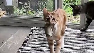 Cats vs Animals