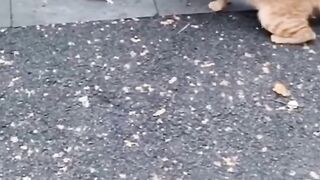 Mouse vs Cate Hungry