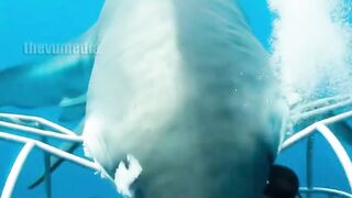 Underwater World   Stunning Ocean Life  Deep Sea Wonders