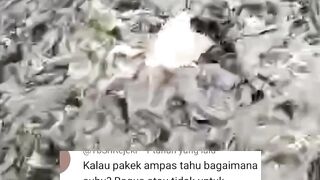AMPAS TAHU untuk pakan alternatif ikan lele