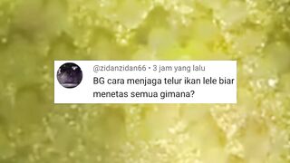 Cara agar TERLUR LELE menetas semua (Tidak BONOR)