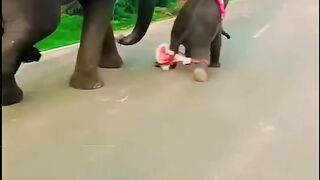 Baby Elephant Funny