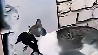foolish cat