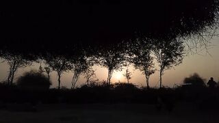 Sahrai zindgai