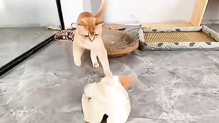 Cat and Swan
